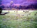 2005-11 WE Cevennes 077